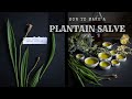 Plantain Salve - How to make it, and why you'd want to