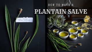 Plantain Salve  How to make it, and why you'd want to