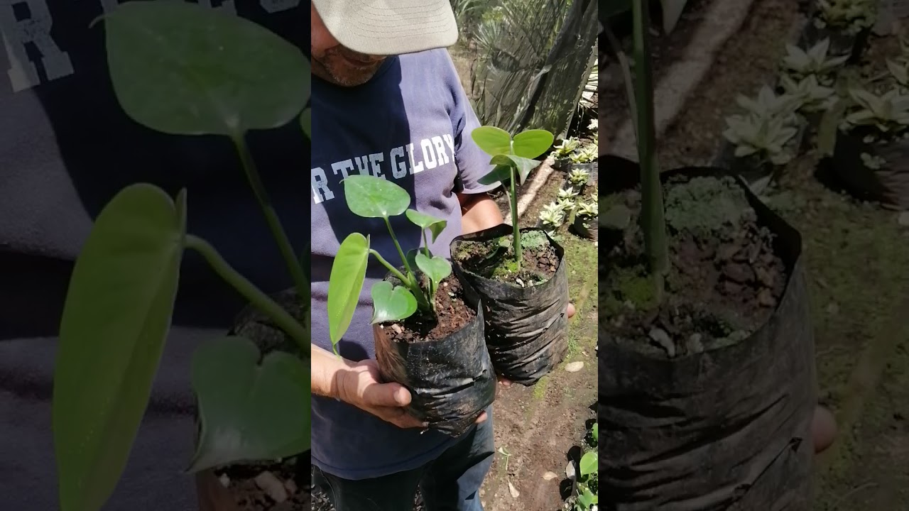 Combate de hongos en Monstera Deliciosa