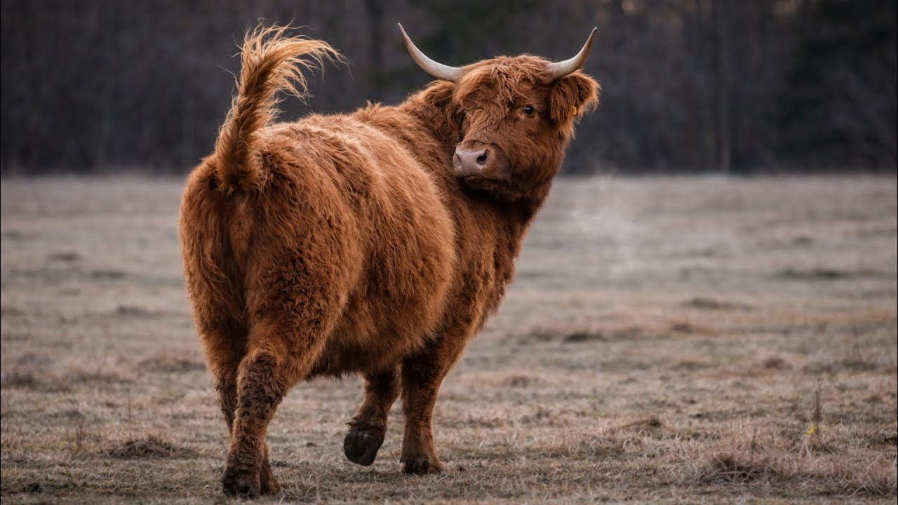 She Walked Off Alone… and It Finally Happened
