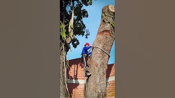 Hãy Cùng Đón Xem Vua Khỉ Miền Tây Cưa Cây Trôm như thế nào ?