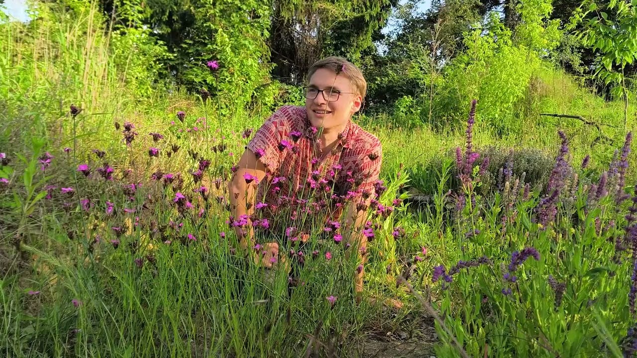 Wo sind die Insekten hin?