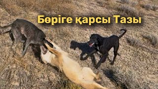 картинка: ТАЗЫ шиБӨРІНІҢ ІЗІНЕ ТҮСТІ: ДАЛАНЫҢ ҚАУІПТІ АҢШЫЛЫҒЫ. В степи лицом к лицу: тазы против шакала
