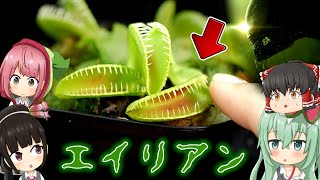 【ゆっくり解説】見た目も名前もエイリアンな食虫植物！恐ろしい牙を持つハエトリソウ Dionaea Muscipula &#39;Alien&#39;【食虫植物TV】