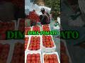 Dima Tomato Kuwait Abdali #shorts #ytshorts #youtubeshorts #viralvideo #shortvideo #trendingshorts