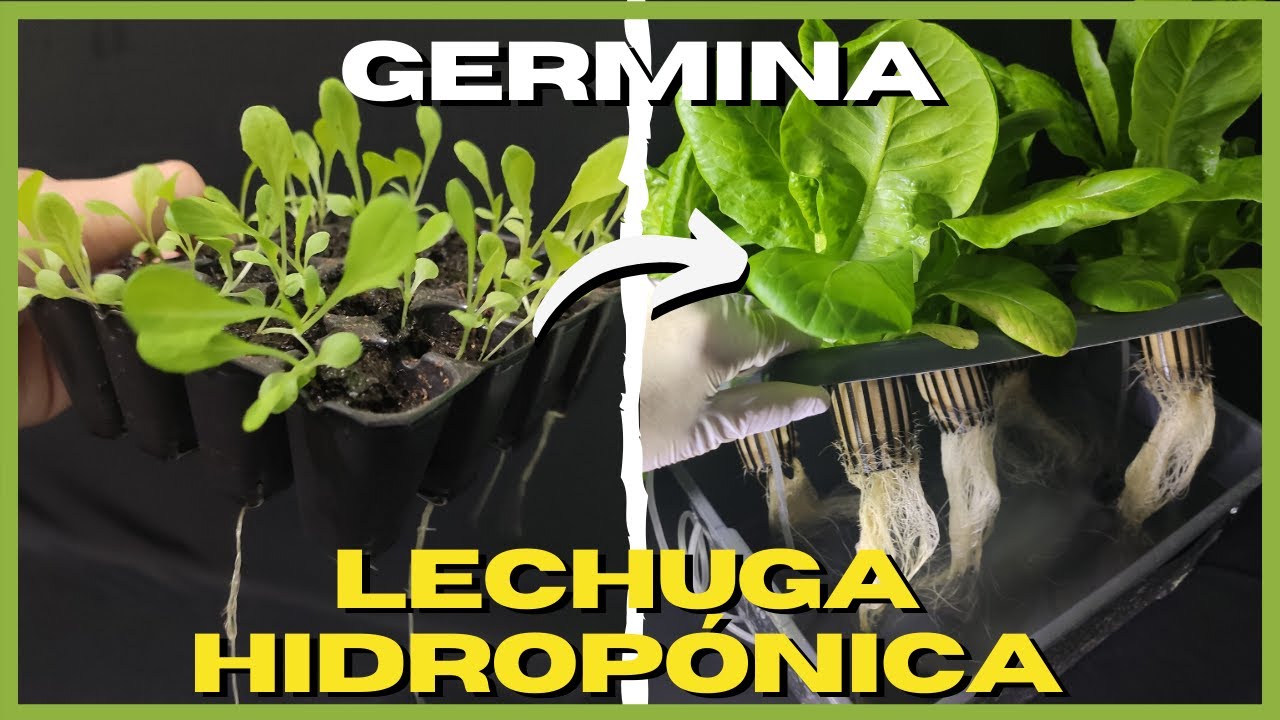 Como GERMINAR LECHUGAS para HIDROPONIA 🥬 Paso a paso
