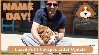 Luxedo's F1 Cavapoo Litter Update | Name Day! by Cavapoos 3:16 185 views 3 weeks ago 2 minutes, 26 seconds