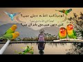 Lovebirds Andy Kab daity Hain| #lovebirds #birds #breedingage#africanlovebirdbreeding 