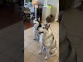 Huskies FREAK OUT After Owner VANISHES! #shorts