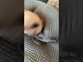 Does your dog act pitifully if he does something wrong?