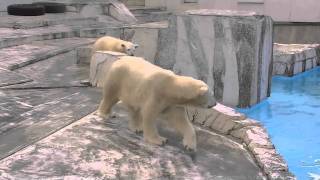 母をプールに誘う子グマ~Polar Bear's cub invites her mother to a pool.