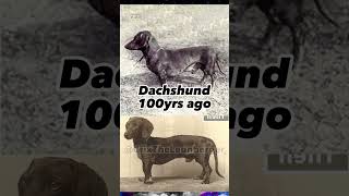 Dachshund & Rottweiler transformation #dog #shortsfeed