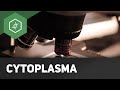 Cytoplasma