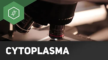 Wie wird Cytoplasma gebildet?