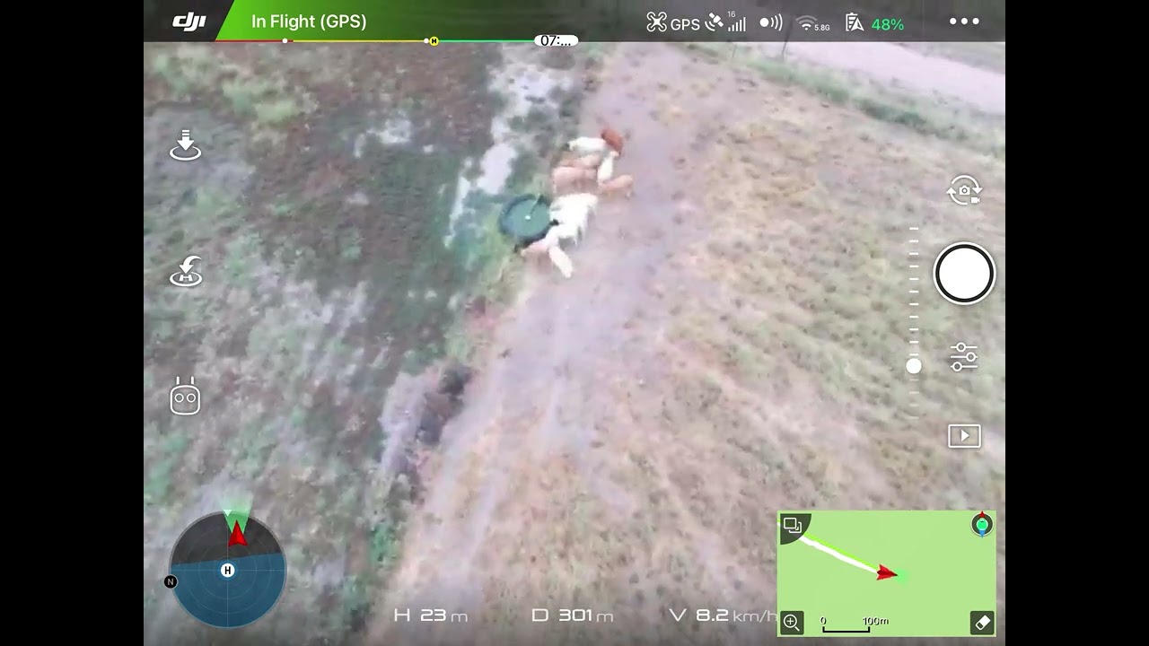 Checking cattle on Dji drone (it glitched)