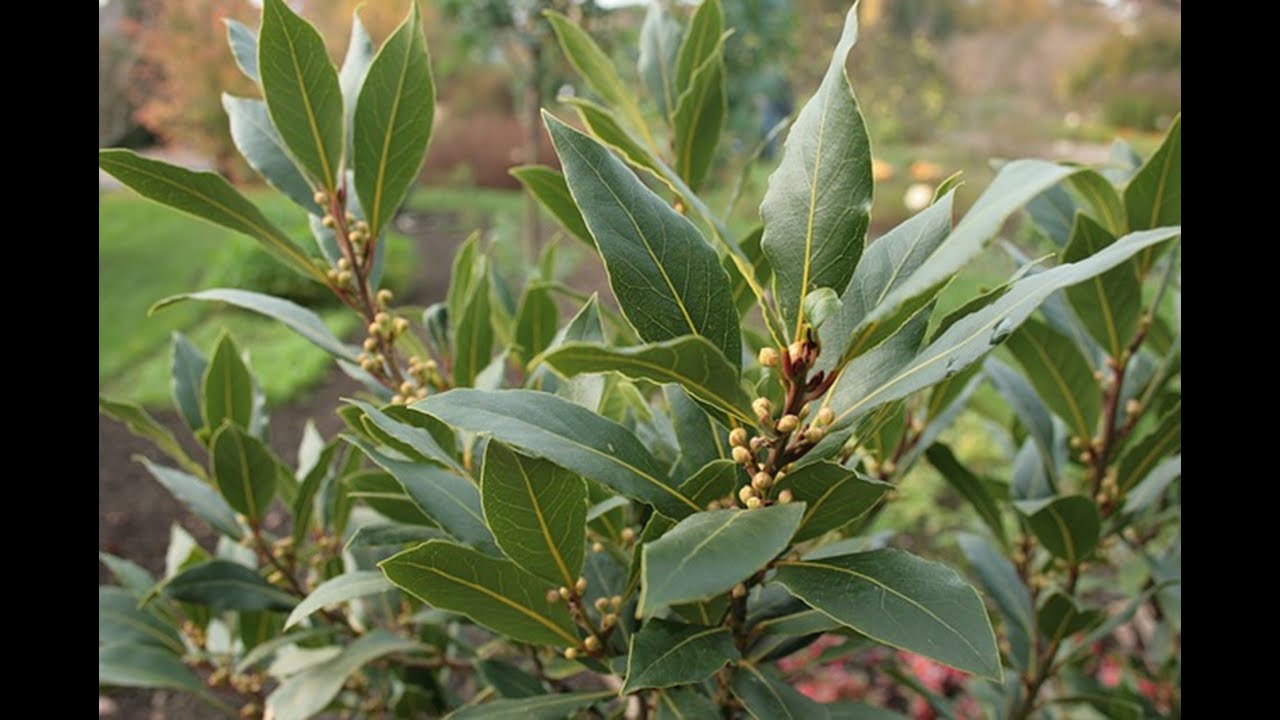 شجرة الرند.. فوائدها العامة        Le laurier noble: bienfaits généraux