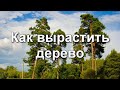 Как вырастить дерево