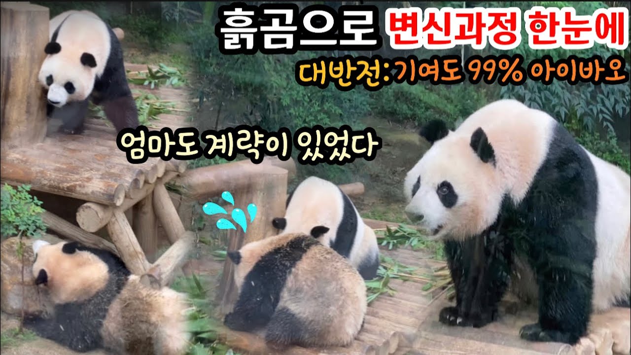 [에버랜드 아기판다] 푸바오, 초역대급 흑곰된 사연, 세상 난리 대환장 부르스 반항아 푸바오 대적하는 아이바오의 계략 만만찮다. 손으로 물온도 체크 심장에 물묻히고 진짜 천재다