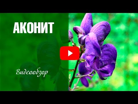 Аконит 🌼 Уход и выращивание садовых цветов