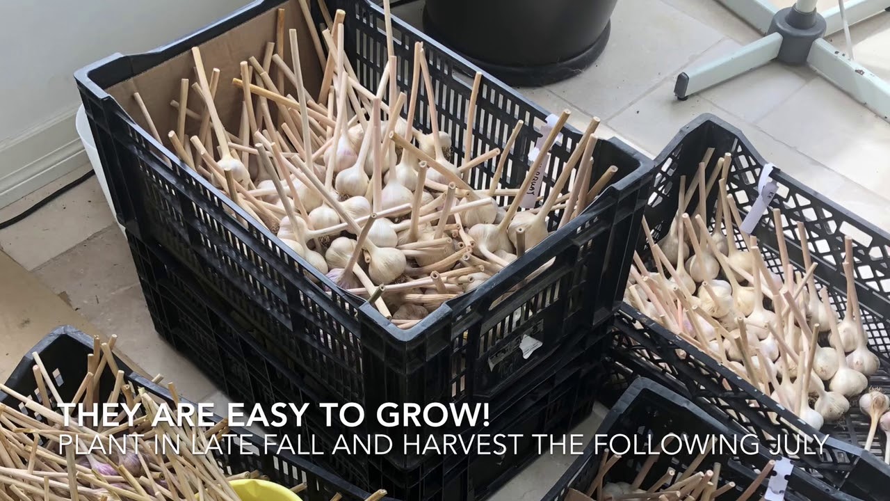 Growing Hard Neck Garlic In Ontario Zone 5 YouTube