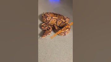 Ultramel pos Het Pied Ball Python #shorts #shortfeed #shortvideo #reels