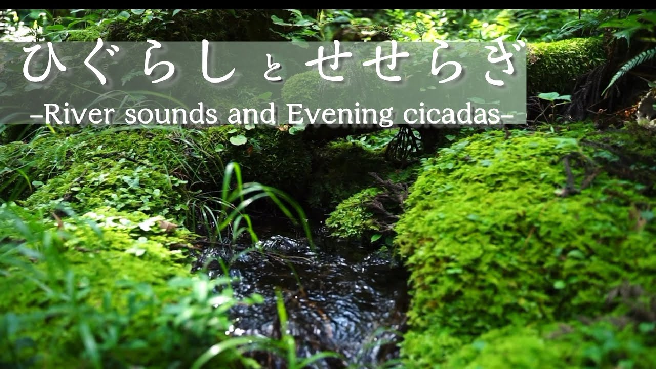 【自然音】ひぐらし 川のせせらぎ|睡眠・勉強・作業用ASMR|リラックス - YouTube