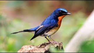 Download Lagu SUARA BURUNG TLEDEKAN GUNUNG JUARA #kicauburung MP3