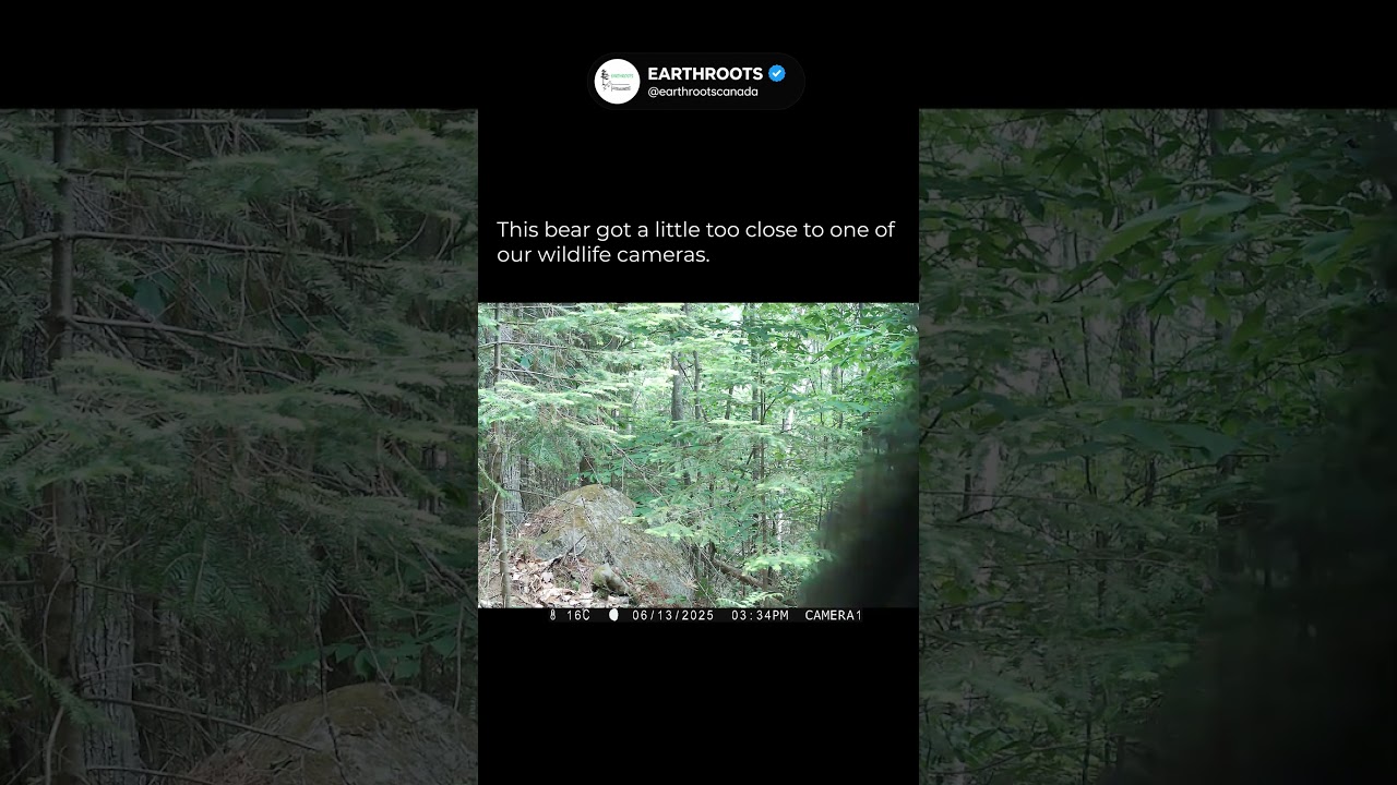 Bear vs. Trail Camera | Eyes in the Forest #trailcamera #ontariowildlife #earthroots #wildontario