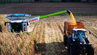 Download Lagu Claas Lexion 760 dorst korrelmaïs voor CCM – Van veld tot varkensvoer MP3 Download Lagu Claas Lexion 760 dorst korrelmaïs voor CCM – Van veld tot varkensvoer MP3