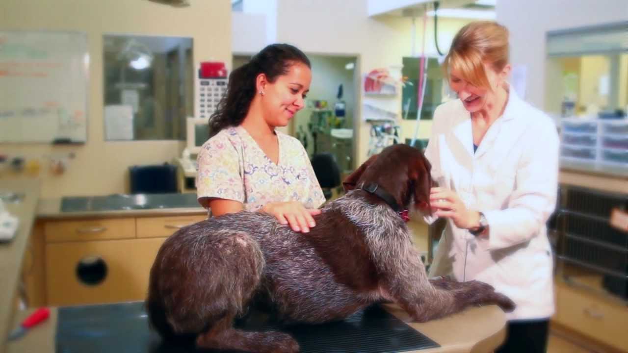 A Dog's Perspective of South Burnaby Veterinary Hospital