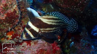 The drum fish lives up to its rather literal name by emitting a very loud noise