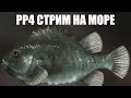 Русская Рыбалка 4 Стрим 🔴 ФАРМ - Норвежское Море