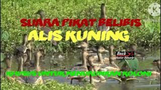 SUARA PIKAT BELIBIS ALIS KUNING khusus untuk menurunkan koloni