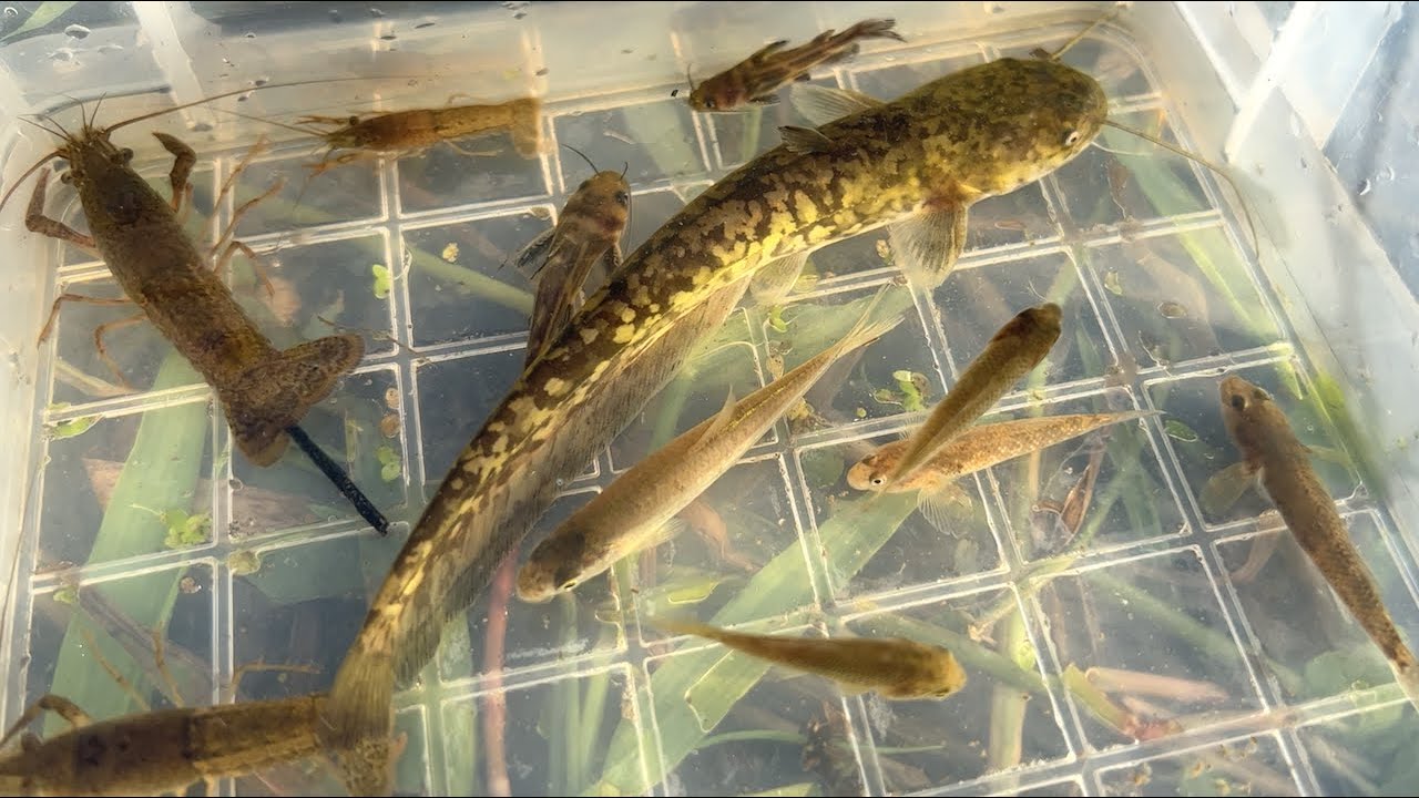 Ловите и наблюдайте за различными существами в японских реках. Сом, раки, рыба.