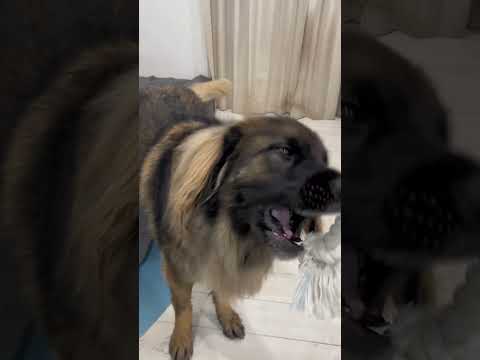 【超大型犬】　ショート オモチャ　Leonberger　レオンベルガー  #大型犬のいる生活　 #Shorts