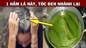 Trị Tóc Bạc Sớm Bằng Lá Ổi, Chỉ Sau 1 Tuần Tóc Đen Nhánh Tự Nhiên Trở Lại Hơn Cả Đi Nhuộm