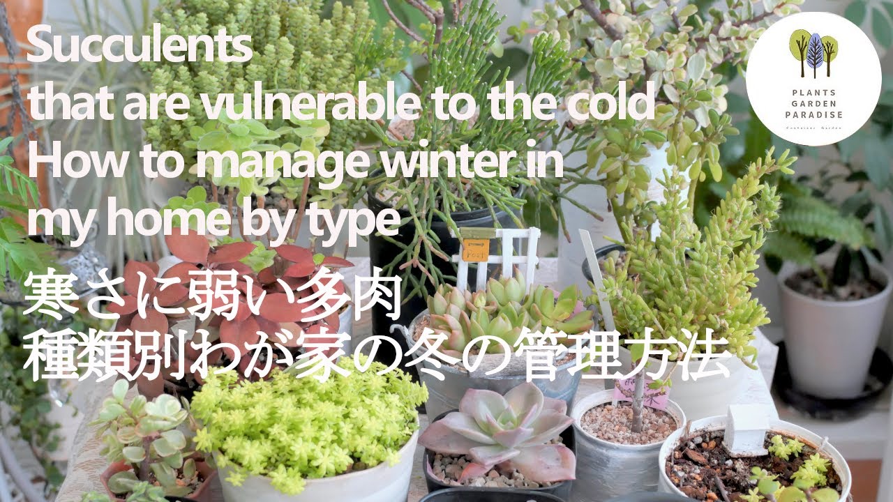 多肉植物 冬の寒さに弱い種類別 わが家の冬の管理方法 Succlents Vlog Youtube