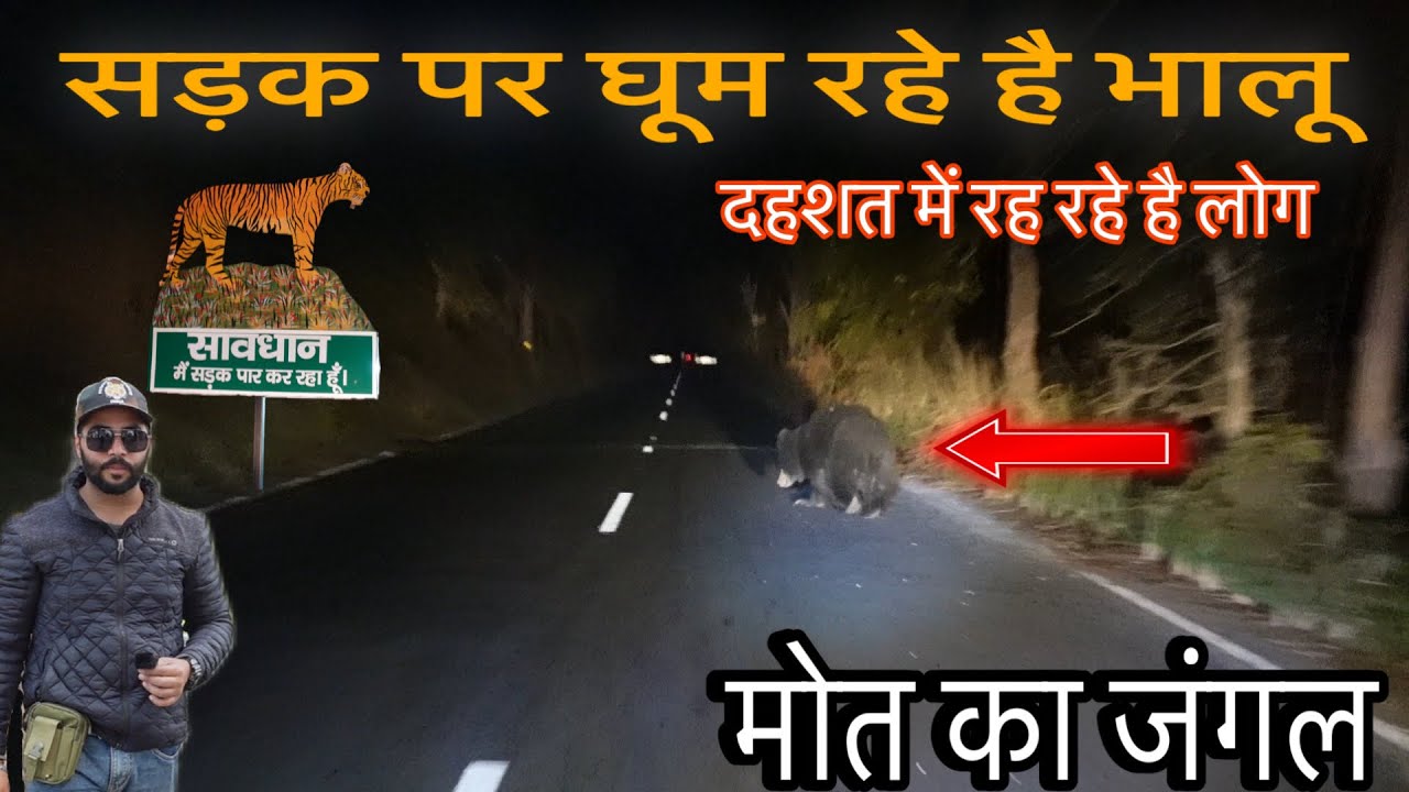Jungle safari in night | night drive in tiger reserve |