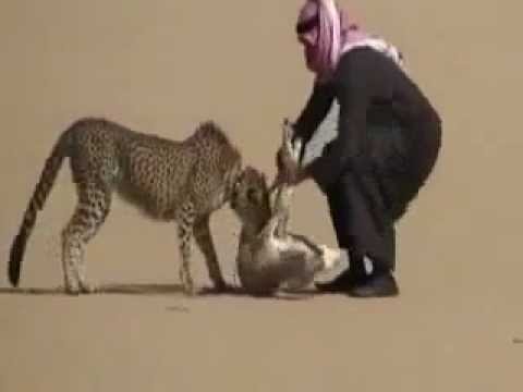 un guépard chasse pour son maitre dans le desert en Arabie Saoudite !!