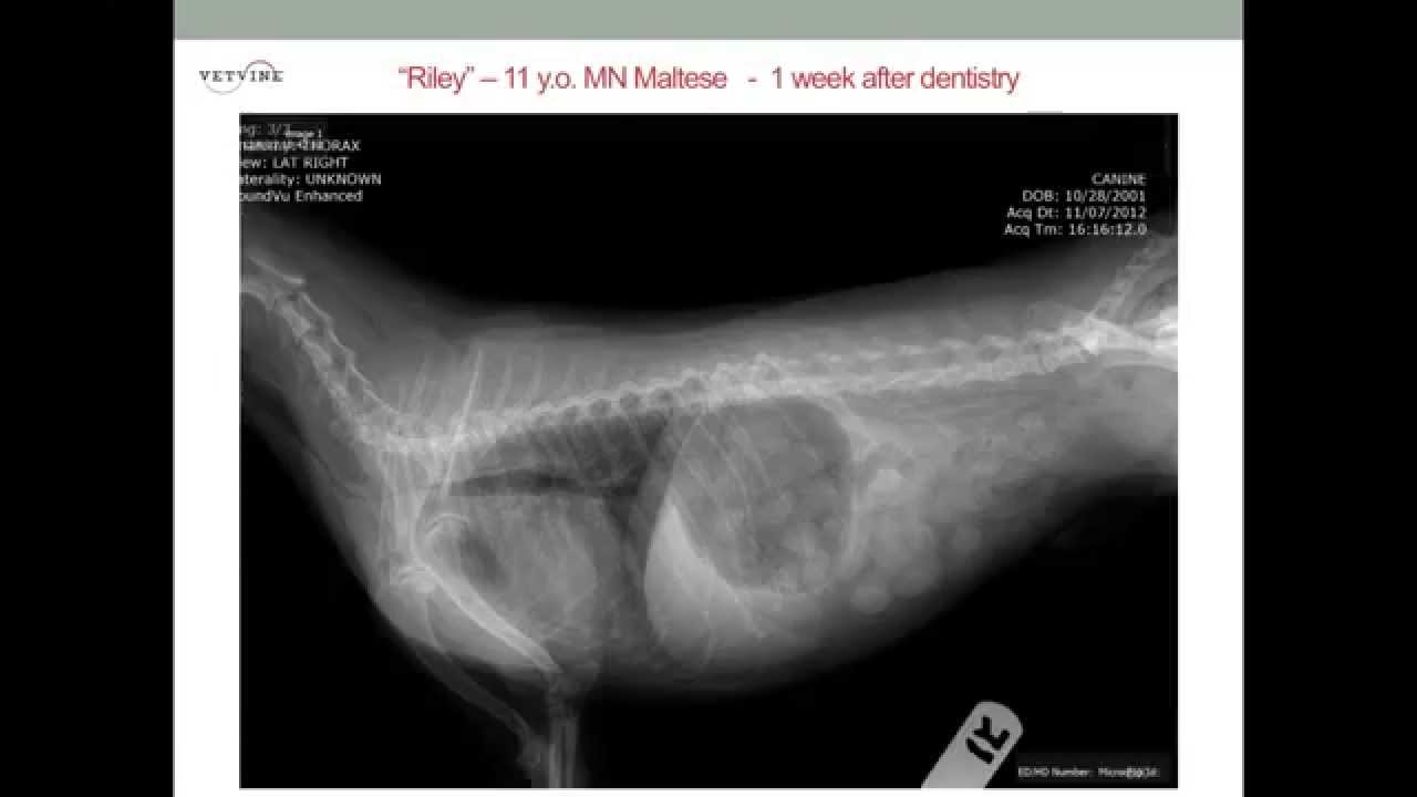 Tracheal Collapse in Dogs YouTube