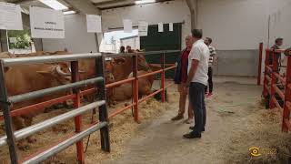 Noticias de Lugo: XLVI Concurso Exposición de Gando Vacún da Fonsagrada