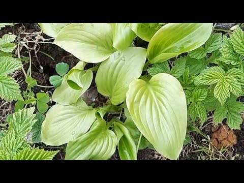 Video: Hosta Bitkileri - Hostaların Bakımı İle İlgili İpuçları