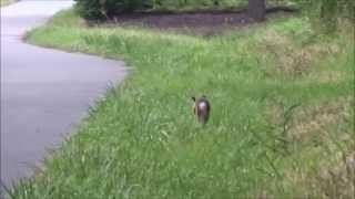 Leporidae Lepus Europaeus