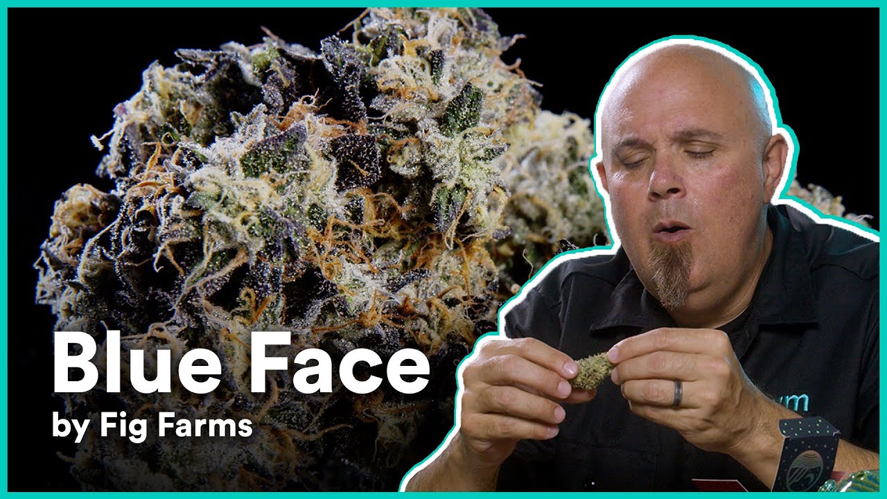 Blue Face by Fig Farms | Strain Review