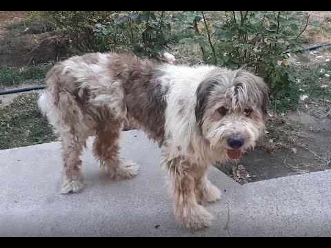 Video: Rase De Câini Predispuse La Infecții Ale Urechii