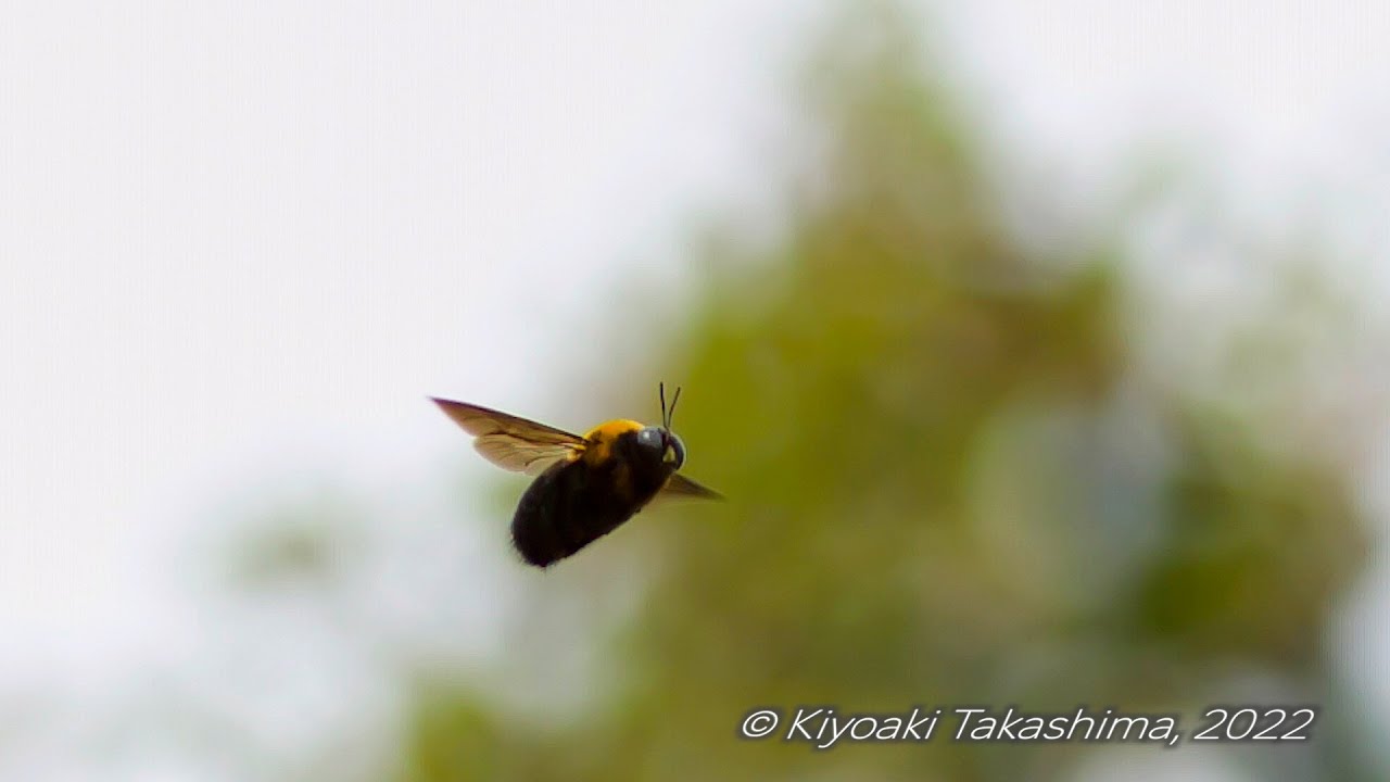 Slow Motion クマバチ Chronos 2 1 Highspeed Youtube