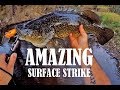 Murray cod fishing, trout cod, hybrid cod and incredible surface lure strike