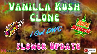 Day 69 Flower - Vanilla Kush Clone in a 1 gallon DWC grow. #MarsHydro #2x2growtent #MarsHydroTS600