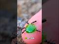 why my finger like this? #blackants #timelapse #survival