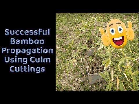 successful-bamboo-propagation-using-culm-cuttings
